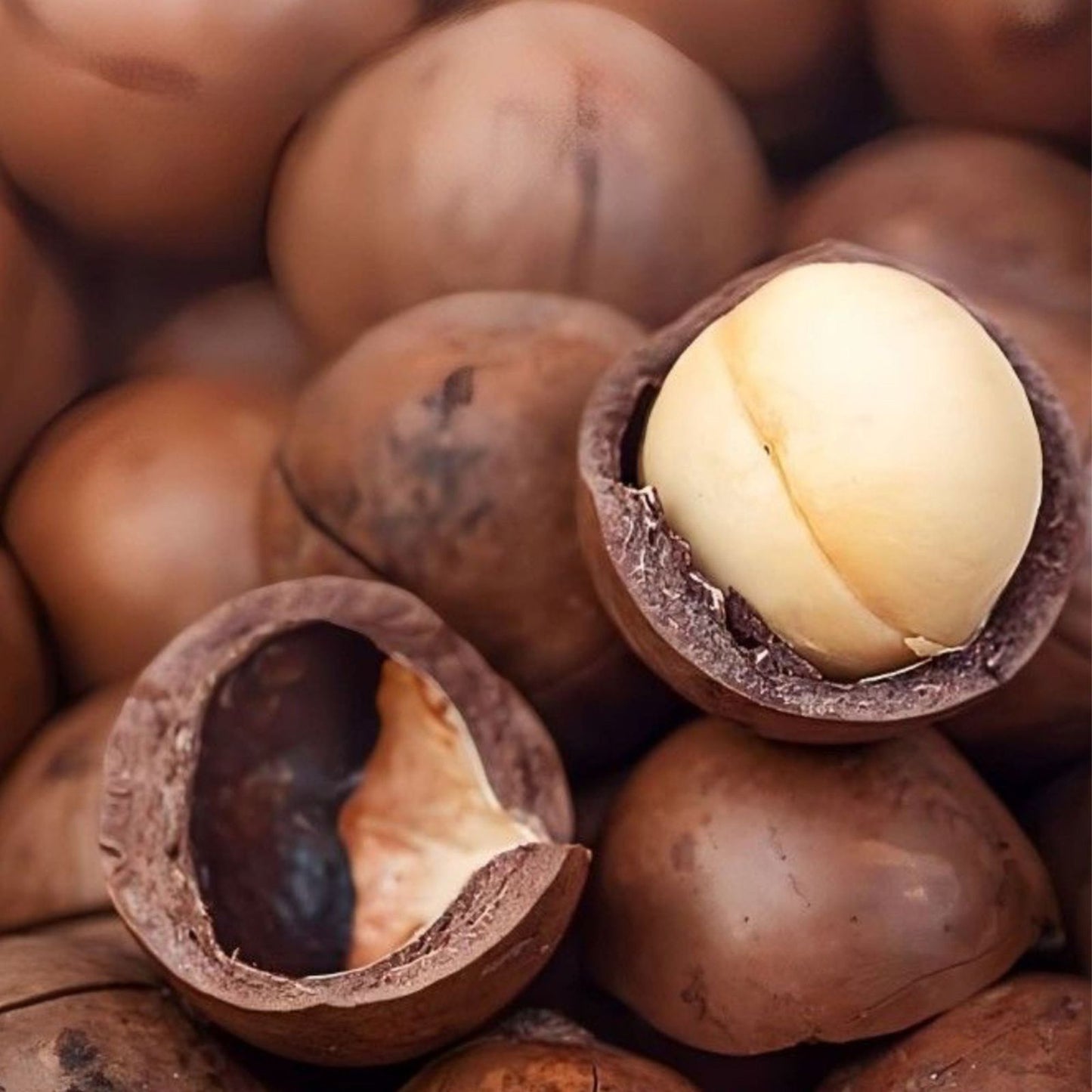 Noix de Macadamia Naturelles Premium